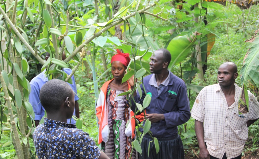 HOW JESE IS USING AGROFORESTRY TO RESTORE, CONSERVE ENVIRONMENT IN KYENJOJO