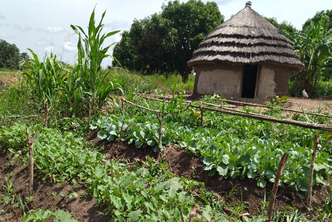 Climate Smart agriculture in Agago increasing farmers’ incomes