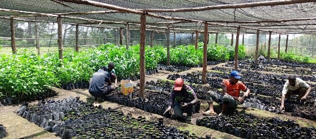 Community members working in a nursery