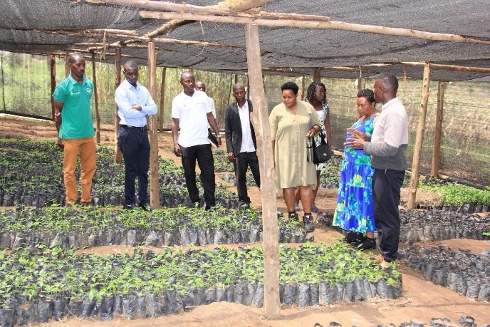Community tree nursery