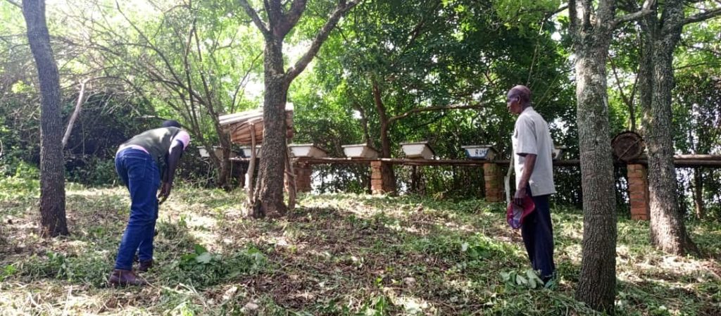 An apiary project in Ntara sub county, managed by one of the supported farmer groups